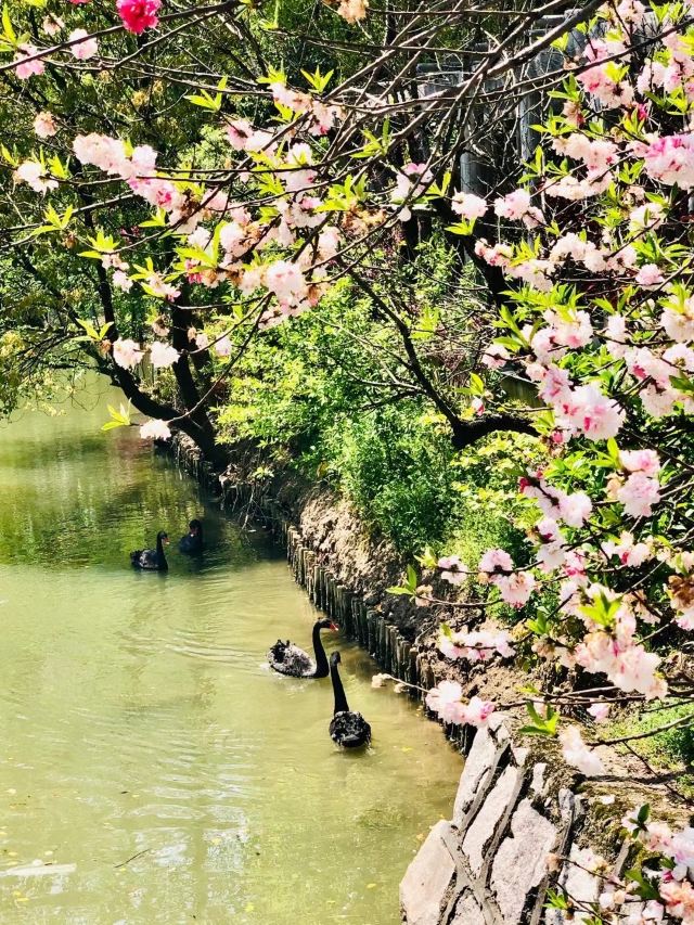 上海南汇桃花村旅行图片 1