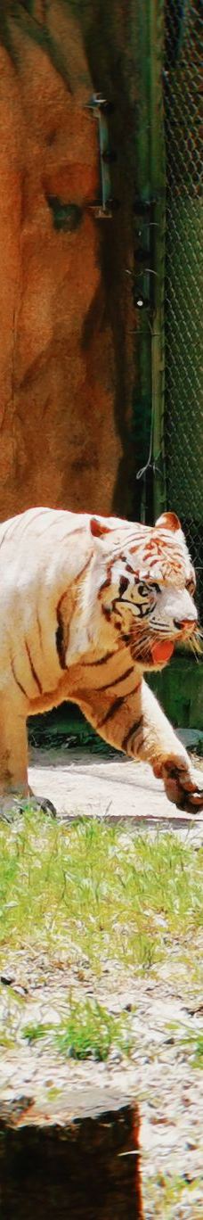 上海野生动物园-上海