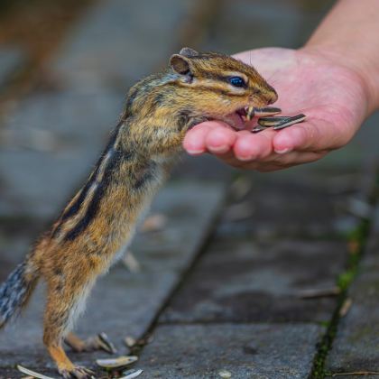 哈尔滨+齐齐哈尔+五大连池市+黑河+伊春8日7晚自由行