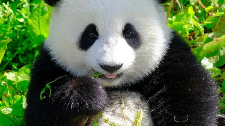 5-Day Trip Select · Autumn & Winter Sichuan Luxury: Pandas, Jiuzhaigou & Huanglong · Full IHG Brand Hotels Experience · VIP Lounge Access