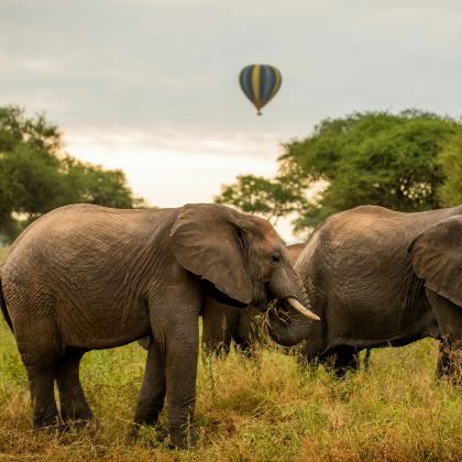 坦桑尼亚10日8晚私家团