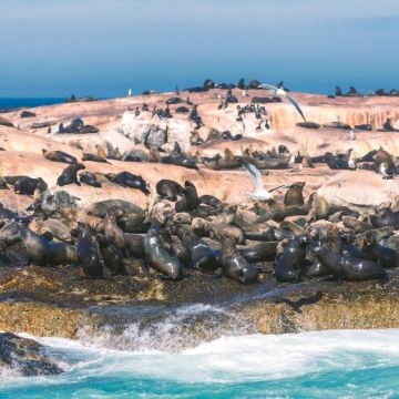 南非开普敦+桌山+好望角9日8晚私家团