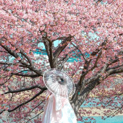 日本福冈+宫崎市+熊本市+别府6日5晚私家团