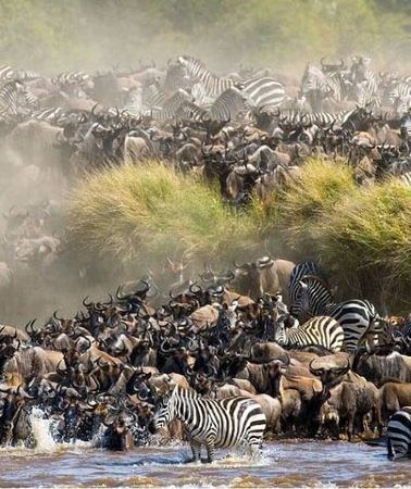 3D2N • Maasai Mara 3 Day Guided Tour