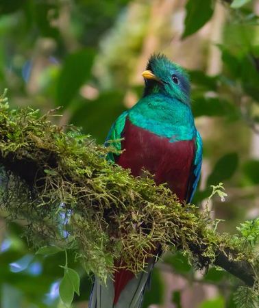 3D2N • 3-Day Tour of Cobán and Semuc Champey from Guatemala City