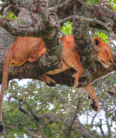 2D1N • 2-Day Ngutuni Wildlife Sanctuary Safari
