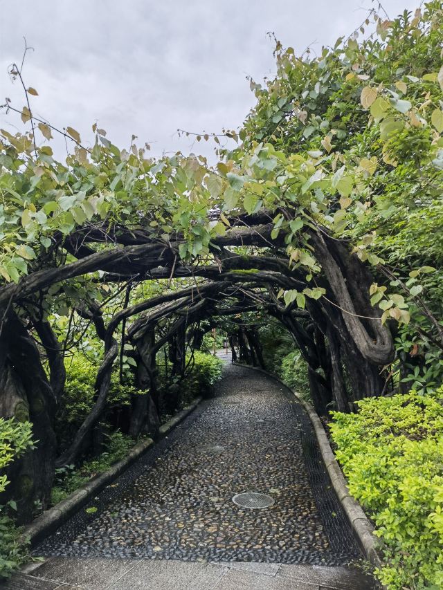 刘三姐大观园旅行图片 2