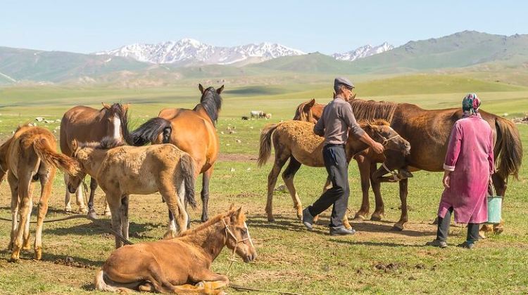 2D1N · Group Tours · 2-Day Small-Group Nomadic Adventure to Song Kul Lake