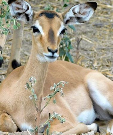 2D1N • 2 Days /1 Night safari to Mikumi