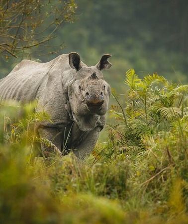 3D2N • Chitwan Elegance: A 3-Day Luxury Wildlife Experience