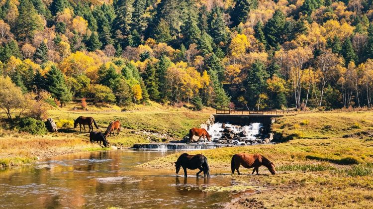 8-Day No surcharge for Christmas & Flexible and adjustable itinerary: Kunming + Dali + Lijiang + Shangri-La - 3 UNESCO Wonders + Xizhou's golden wheat fields + Potatso's colorful autumn forests