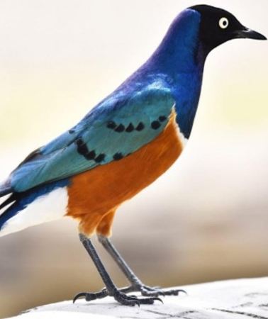 3D2N • 3-Day Wild Wonders and Nature, Awash National Park Tour