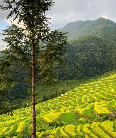 5D4N • Guilin + Yangshuo + Guilin Li River Scenic Area + Longji Rice Terraces