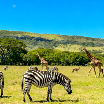 马达加斯加+毛里求斯+塞舌尔+留尼汪（法属）17日14晚私家团