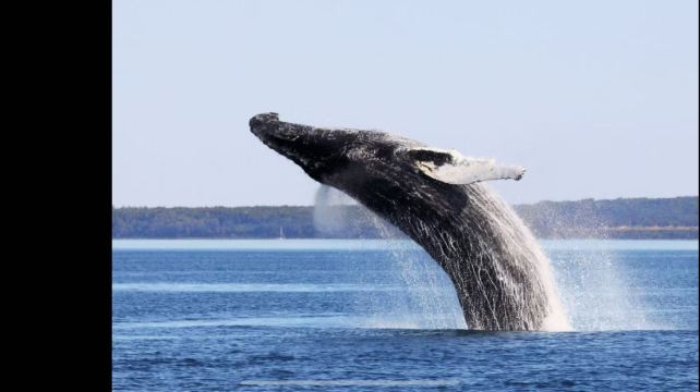 6-Day Canada Quebec City, Montreal & Niagara Falls Tour·Whale Watching, Fort Henry & Indigenous Cultural Experience | Airport Pickup and Fairmont 5-Star Stay