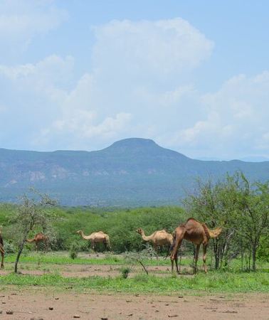 2D1N • 2 Days Awash National Park