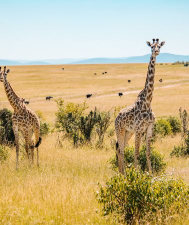 6D5N • Kenya highlight quartet: scenic flights over snow-capped mountains, lake tours & birdwatching - all in one trip