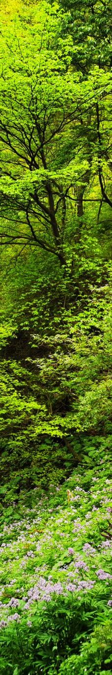 武当山风景区-丹江口