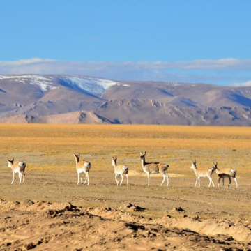 西藏拉萨+林芝+纳木措景区+色林措+雅鲁藏布大峡谷9日8晚私家团