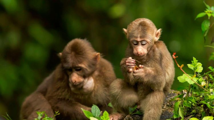 2-Day Mount Emei and Leshan Giant Buddha scenic areas in Sichuan Province, China