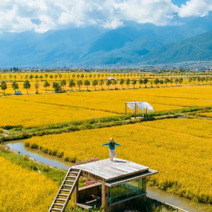 云南昆明+大理市+丽江+香格里拉+西双版纳10日9晚跟团游