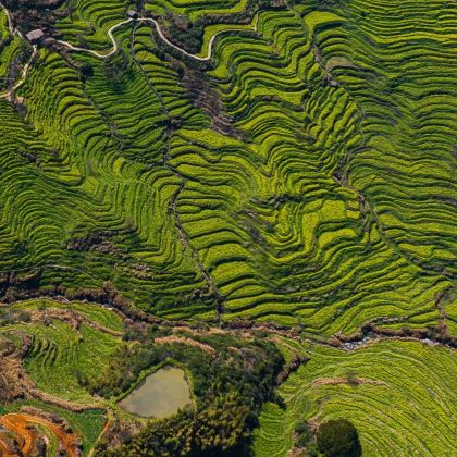 江西景德镇+三清山+婺源6日5晚私家团