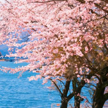 日本东京+京都+大阪7日6晚私家团