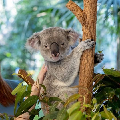 澳大利亚布里斯班+凯恩斯+大堡礁8日7晚私家团