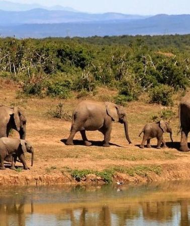 4D3N • 4 days wildlife safaris in uganda