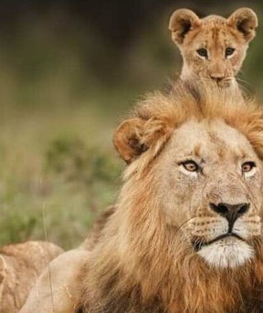 2D1N • 3 Days Mikumi Safari Adventures by Ferry from Zanzibar
