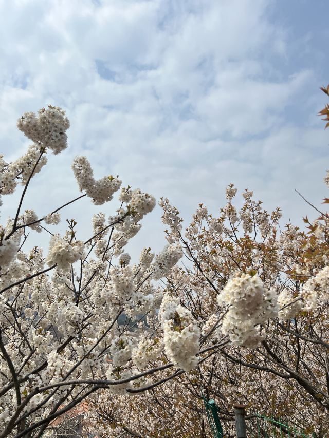 崂山大崂樱桃谷旅行图片 2