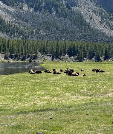 2D1N • West Yellowstone + Yellowstone National Park + Grand Teton National Park