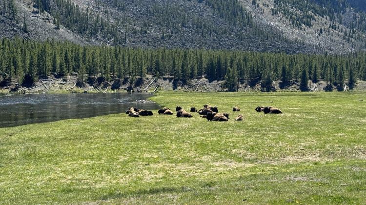 5-Day Yellowstone Tour from Salt Lake City·Great Salt Lake, The Grand Prismatic Hot Spring, Old Faithful Geyser | Max 14 Pax