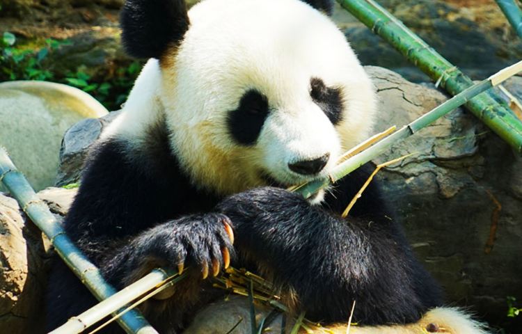 4-day 3-night · Private tours · Chengdu + Chengdu Research Base of Giant Panda Breeding + Wenshu Monastery + Sanxingdui Museum · This is a journey including Chengdu's must-see attractions and immersive experiences of locals' leisurely lifestyle. Visit Chengdu Panda Base, Wenshu Temple, and Sanxingdui Museum. Experience Sichuan Hot Pot, Mahjong and savor tea in the park. 