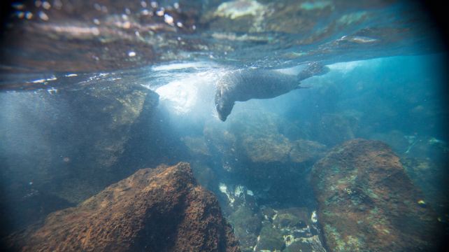 10-Day Upgraded Land Galapagos Tour from Quito to Papallacta · San Cristobal Island, Floreana Island, Isabela Island