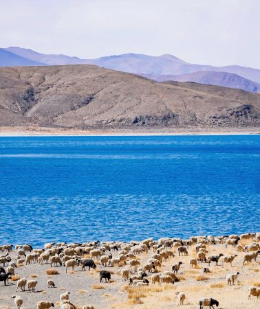 5D4N • Flight & train tickets booking available + Customizable itineraries Tibet Lhasa + Yamdrok Lake + Potala Palace + Jokhang Temple + Sera Monastery + Drepung Monastery