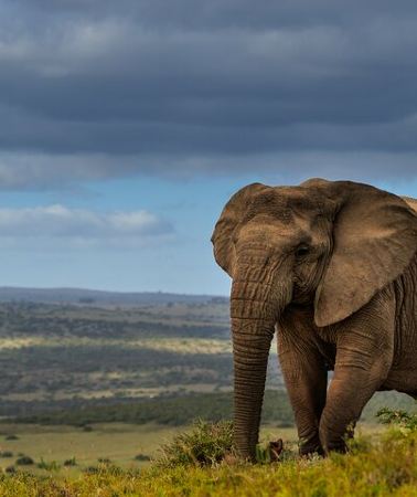 2D1N • 2 Day Addo Elephant Park Safari
