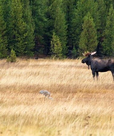 3D2N • 3 Day Guided Wildlife Photography Tour in Yellowstone