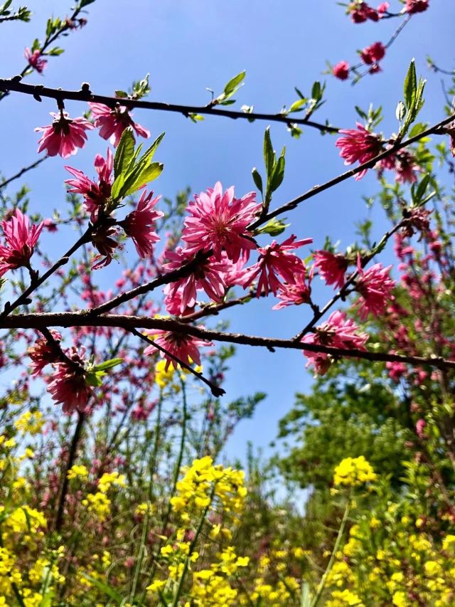 上海南汇桃花村旅行图片 2
