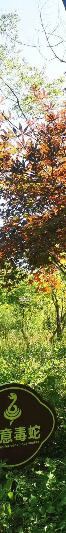 卧龙中华大熊猫苑神树坪基地-汶川