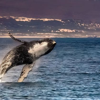 南非花园大道+太阳城+匹林斯堡国家公园+齐齐卡马国家公园+开普敦10日7晚跟团游