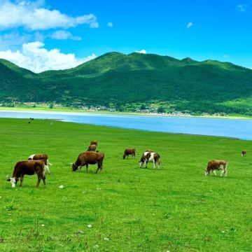 云南昆明+大理市+丽江+腾冲+瑞丽+芒市11日10晚跟团游