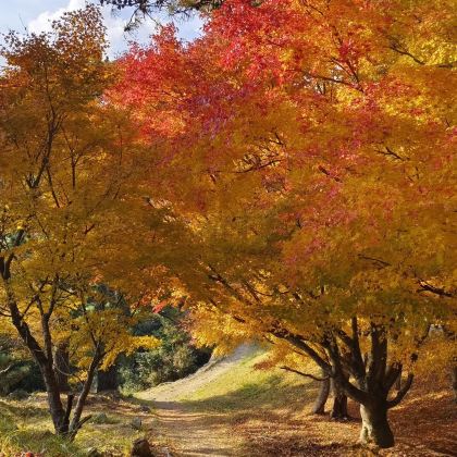 日本大阪府+神户+高松+高知市+德岛+四国村+鸣门涡流7日6晚私家团