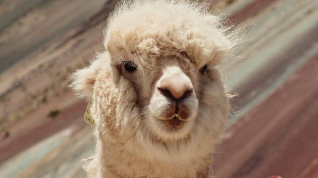 <11天>【16人團 · 魅力南美 | 2國全景經典之旅】·祕魯/阿根廷:入住熱水鎮+庫斯科羊駝村+馬丘比丘全景觀景火車+伊瓜蘇大瀑布+利馬&庫斯科&布宜市區遊+馬拉斯鹽田+莫雷梯田+探戈秀