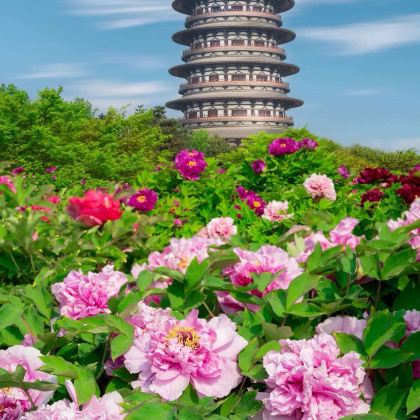 河南洛阳+老君山景区4日3晚拼小团