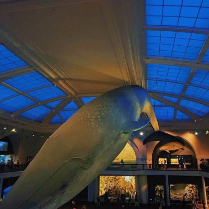 纽约州+奥兰多+华特迪士尼世界11日9晚拼小团