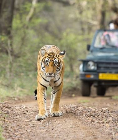 4D3N • 4-Day Luxury Private Delhi Agra Jaipur & Ranthambore Safari Tour