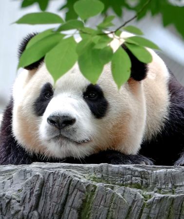 5D4N • Chongqing + Chengdu + Guanghan + Sanxingdui Museum + Chengdu Research Base of Giant Panda Breeding