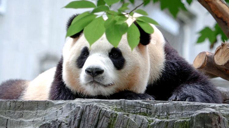5D4N · Group Tours · Chongqing + Chengdu + Guanghan + Sanxingdui Museum + Chengdu Research Base of Giant Panda Breeding