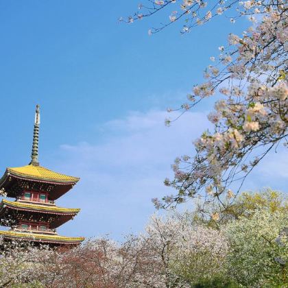 武汉+黄鹤楼+神农架5日4晚自由行